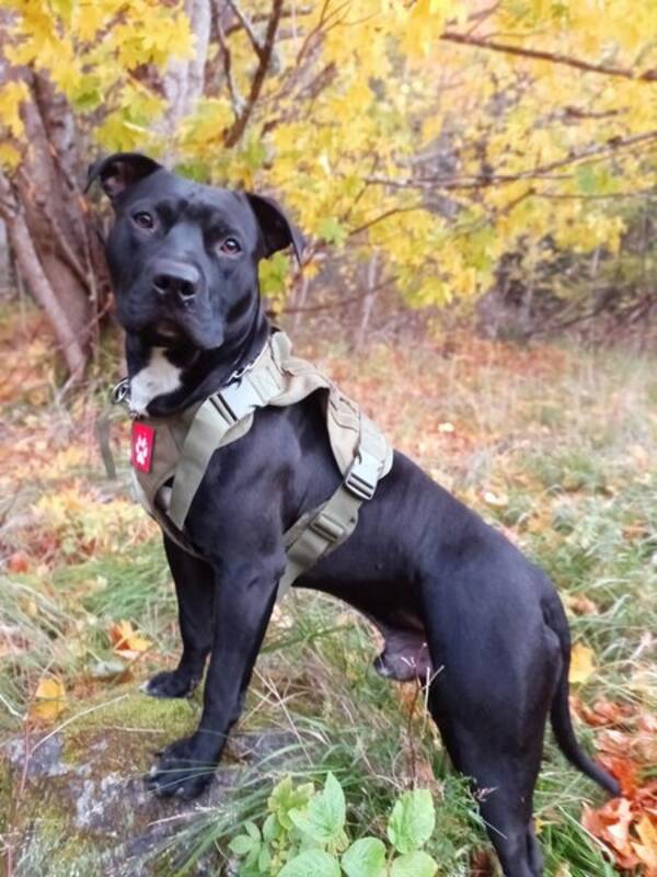 Hund - Glenn Hund - Glenn