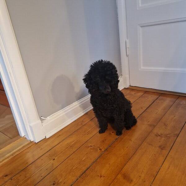 Hund - Dvärg pudel Tingeling