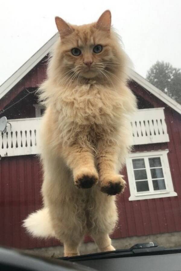 Katt - Skogskatten Frasse Katt - Skogskatten Frasse