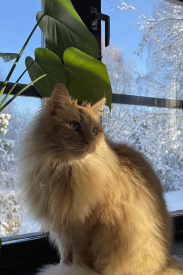 Katt - Skogskatten Frasse Katt - Skogskatten Frasse