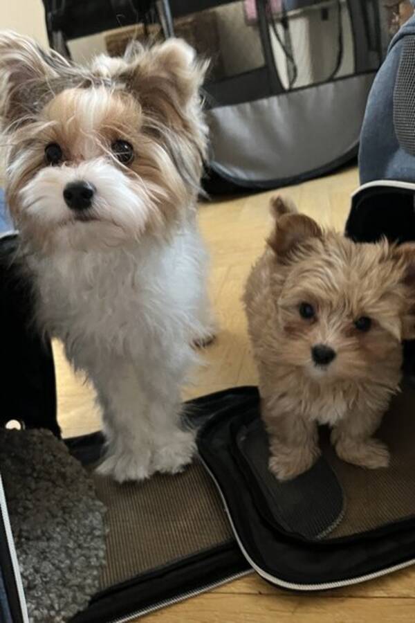 Hund - Biewer terrier Musse