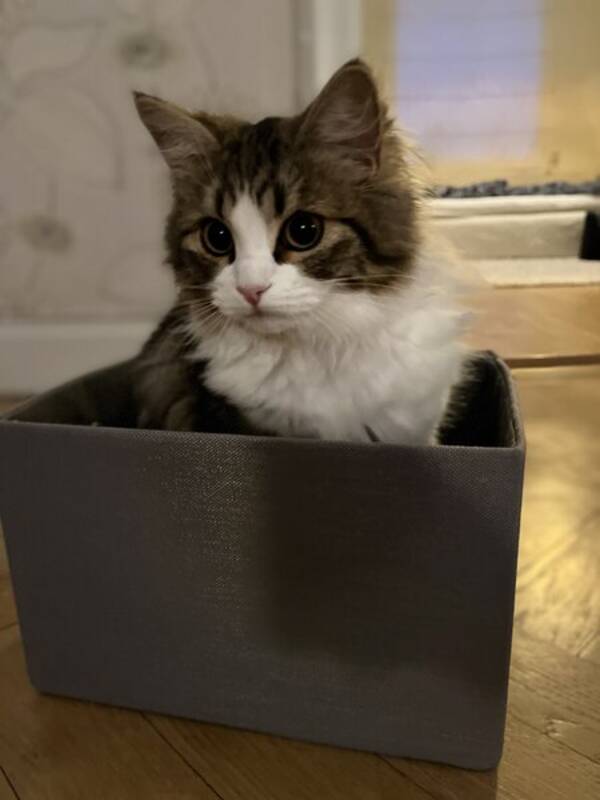 Katt - Katten Maja 