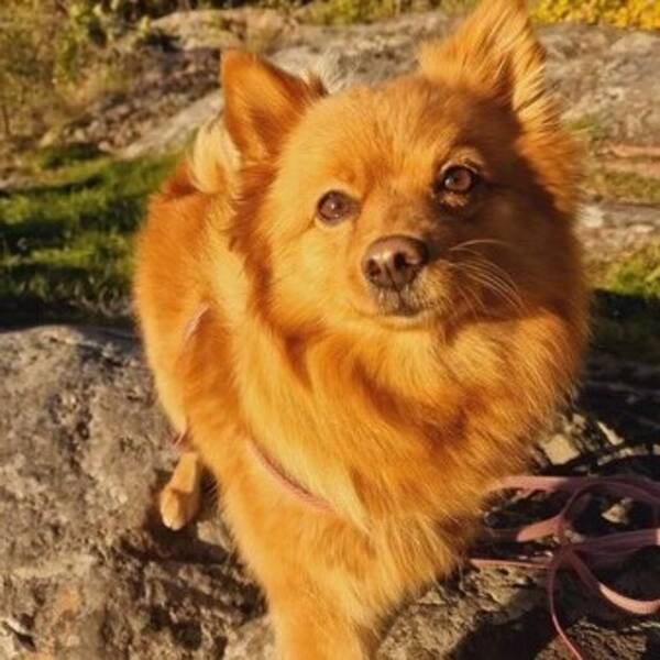Hund - Mittelspitz Tysk spets Alisa