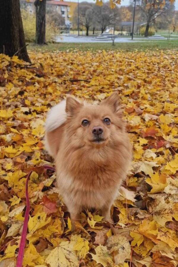 Hund - Mittelspitz Tysk spets Alisa