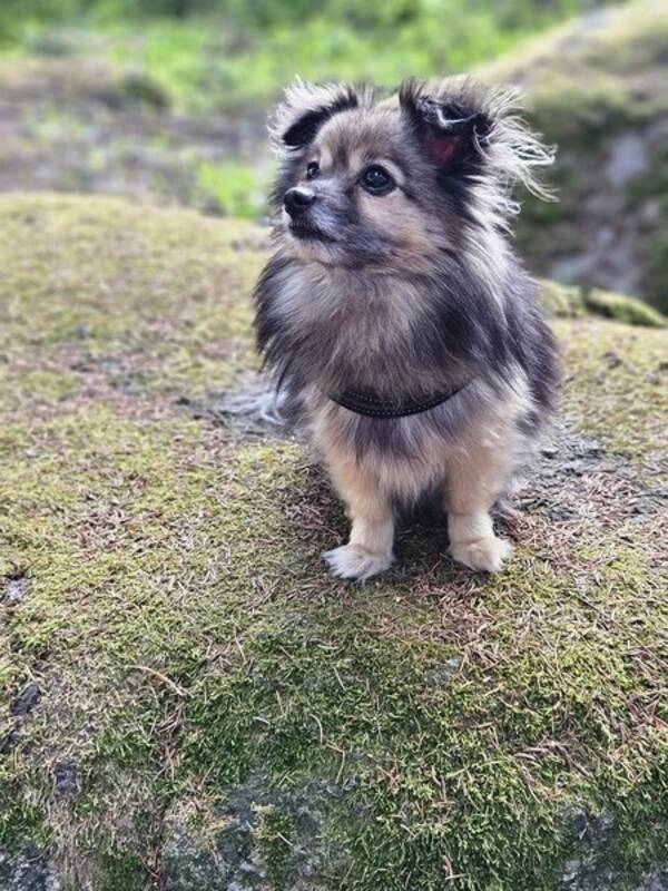 Hund - Blandras Zingo