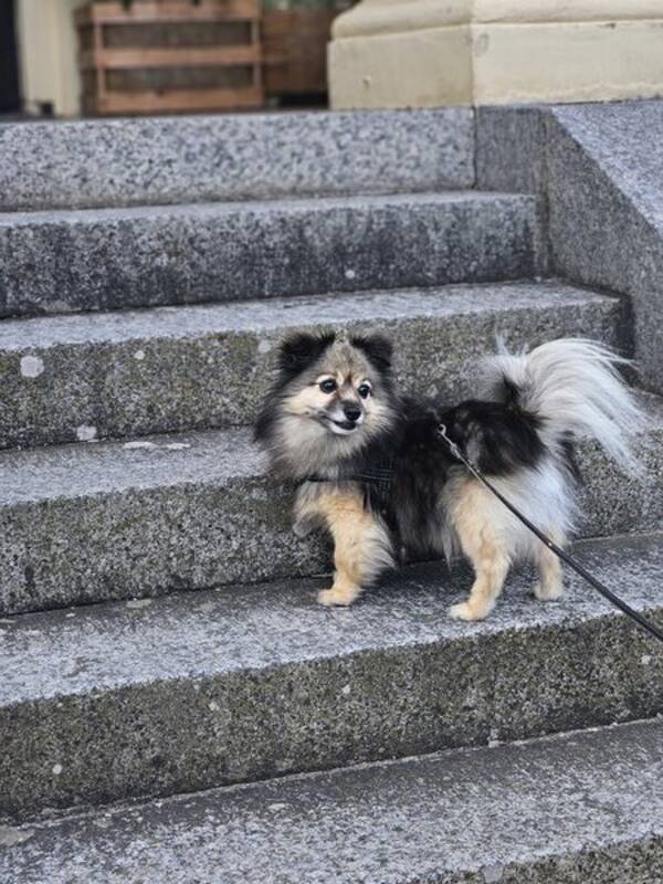 Hund - Blandras Zingo