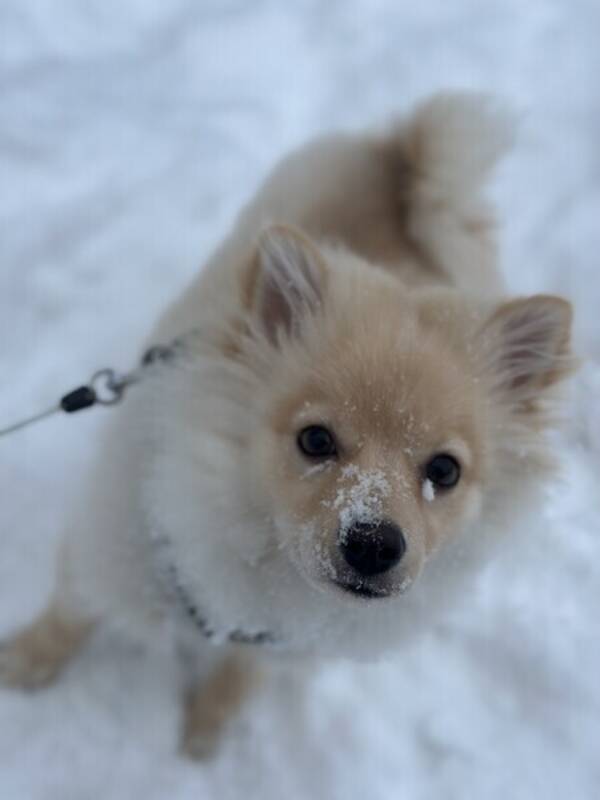 Hund - Pomchi och pomeranian