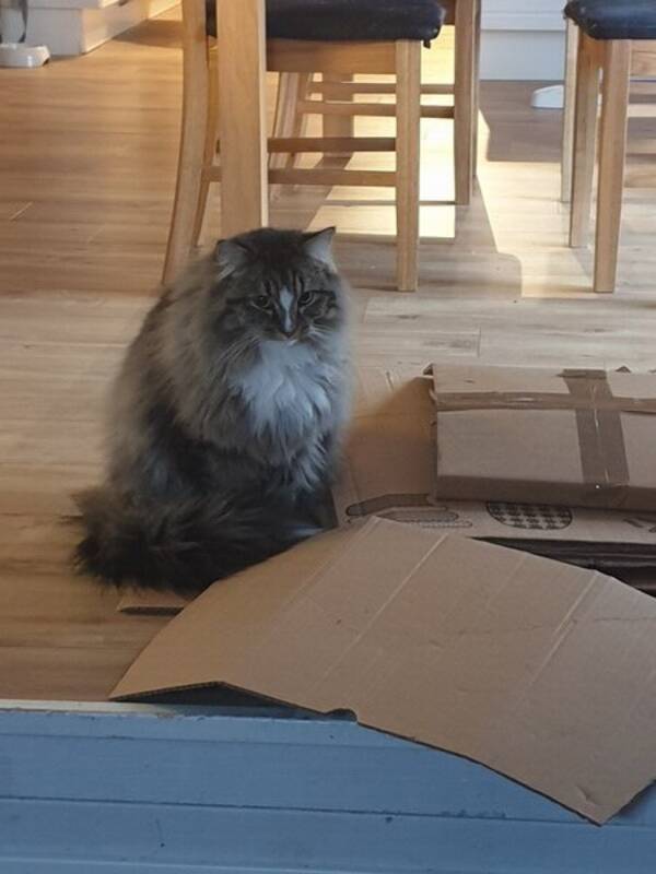 Katt - Katten Nocco