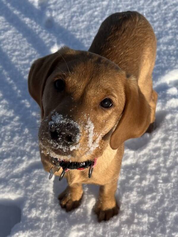 Hund - Jakt Labbe