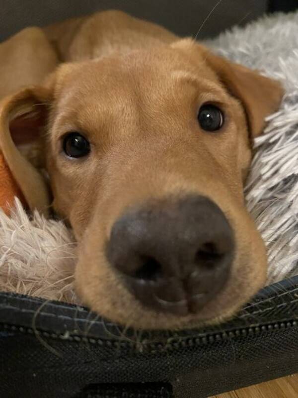 Hund - Jakt Labbe