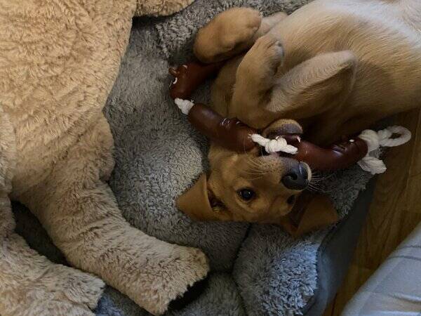 Hund - Jakt Labbe