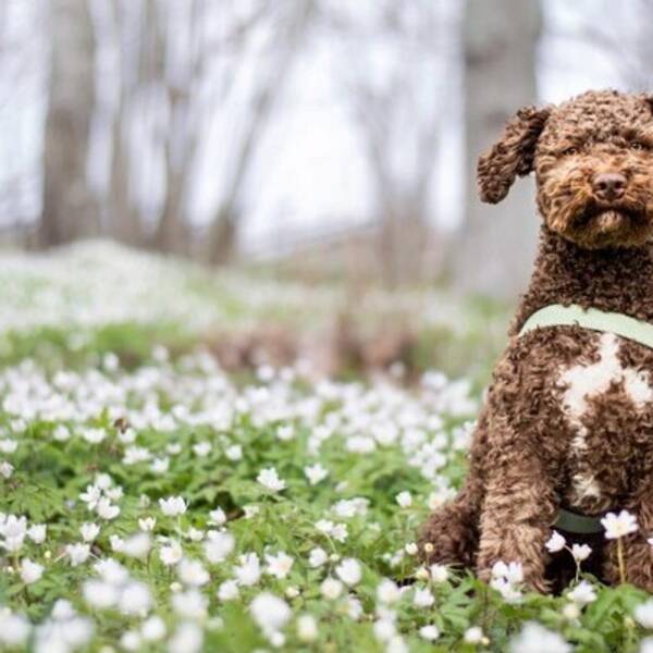 Hund - Lagotton Asta