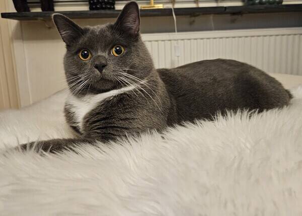 Katt - Katten Bosse  Katt - Katten Bosse