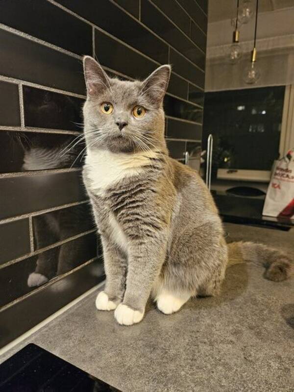 Katt - Katten Bosse  Katt - Katten Bosse
