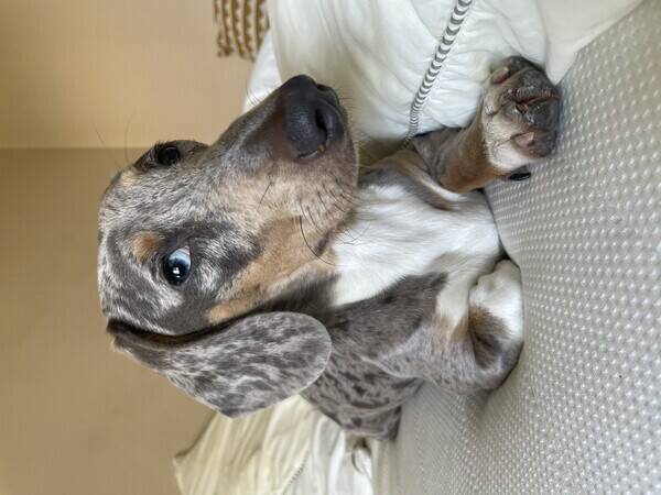 Hund - Tax blue merle 