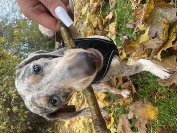Hund - Tax blue merle 