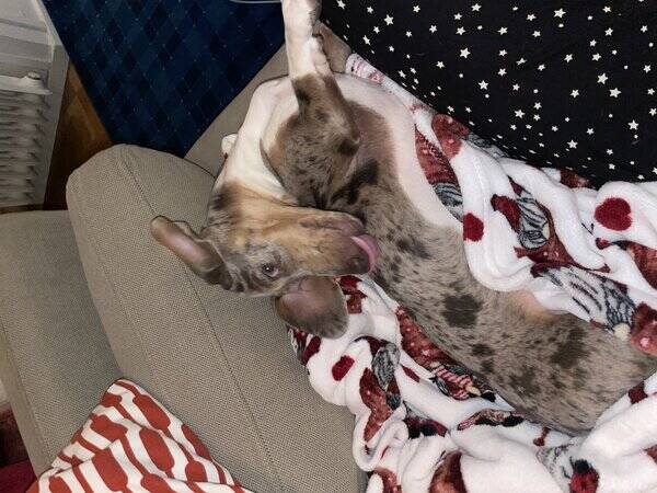 Hund - Tax blue merle 