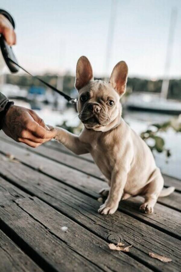 Hund - Buddha Hund - Buddha