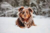 Australian Shepherd, Papaya