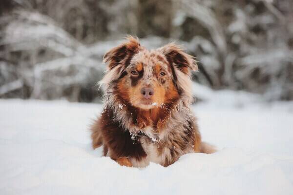 Hund - Australian Shepherd, Papaya