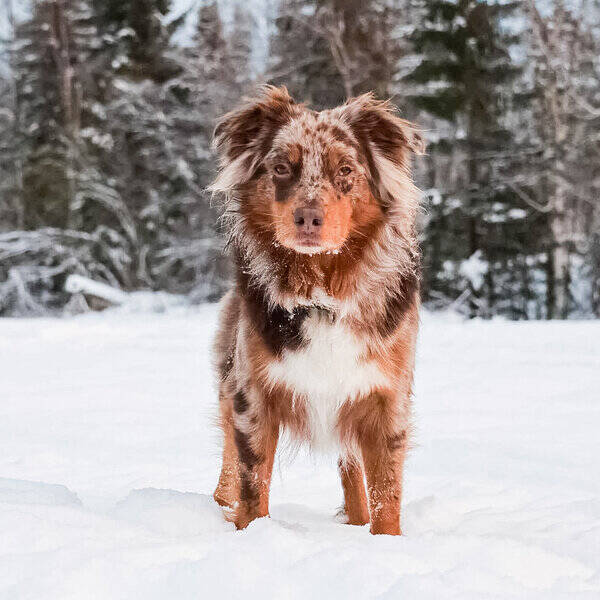 Hund - Australian Shepherd, Papaya