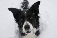 Border collie, Zara