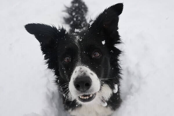 Hund - Border collie, Zara