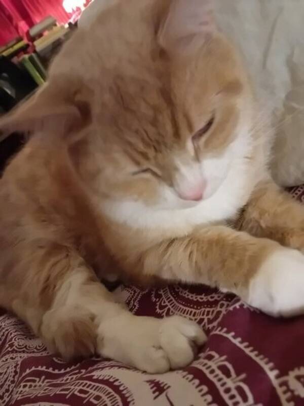 Katt - Foton  av  Huskatten Hugo