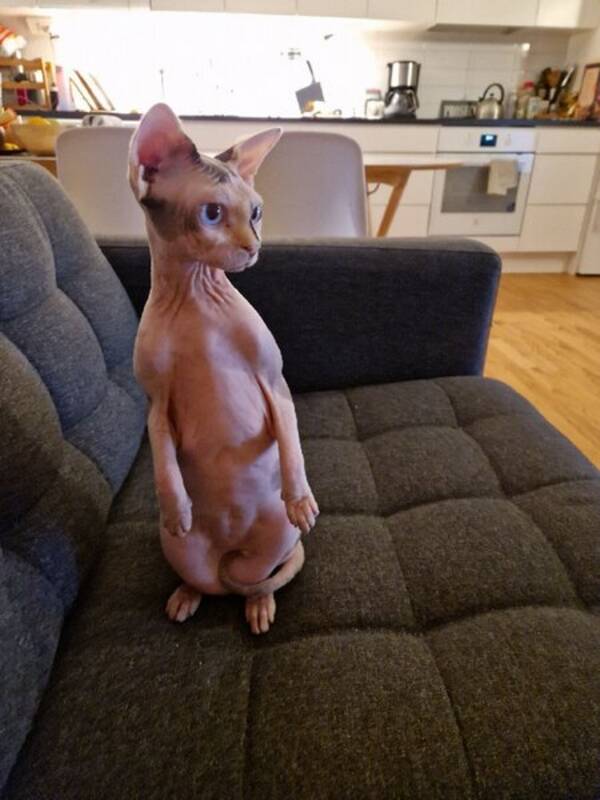 Katt - Underbar sfinxtjej