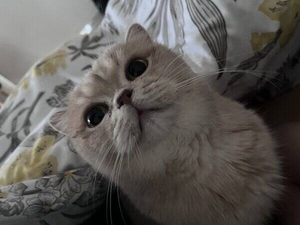 Katt - Brit Kivi