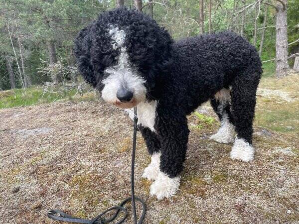 Hund - Larson