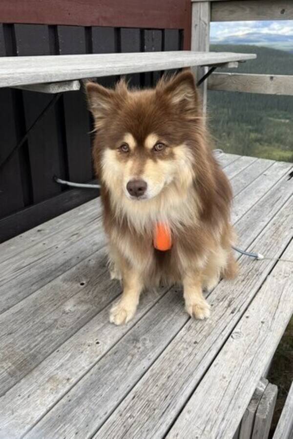 Hund - Finsk Lapphund Bella