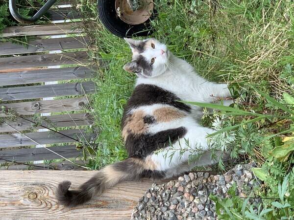 Katt - Katt Katt - Katt