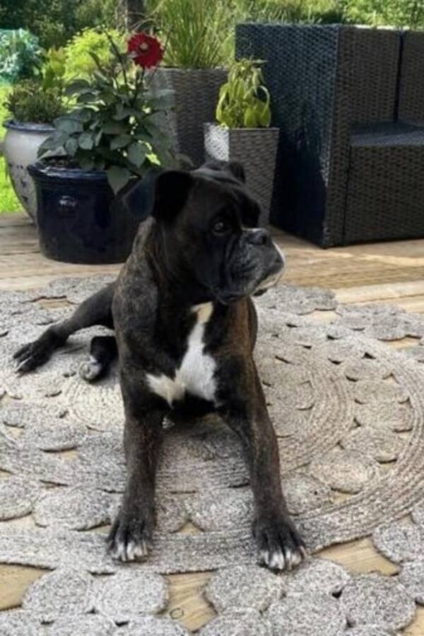 Hund - Peggy