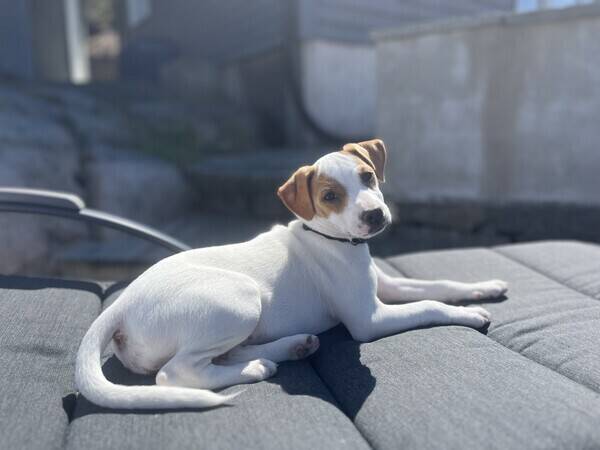 Hund - Min hund Luna 