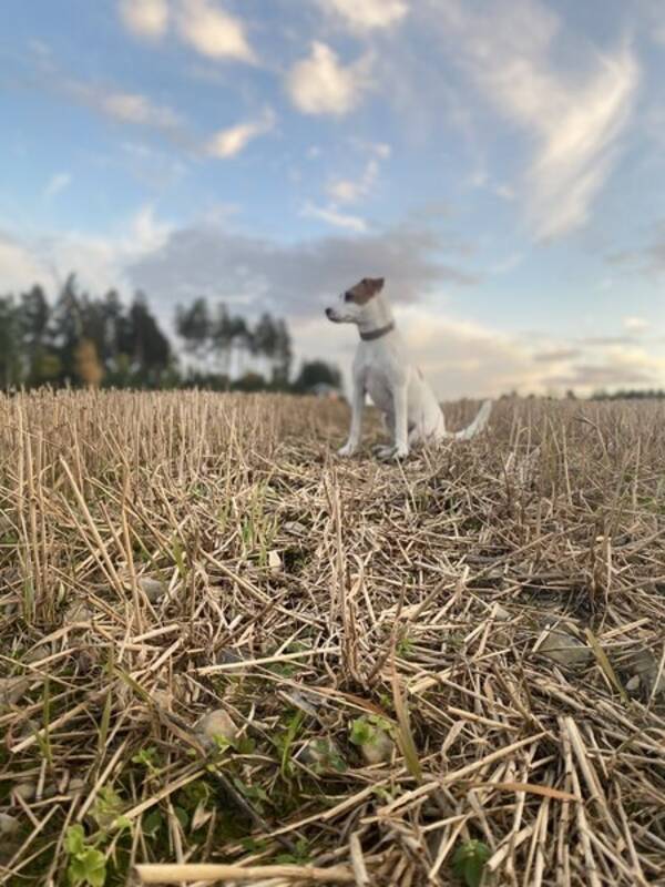 Hund - Min hund Luna 