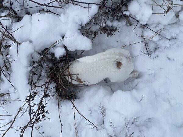 Hund - Min hund Luna 