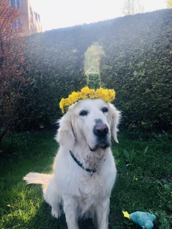 Hund - Golden retriver Elias