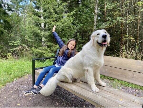 Hund - Golden retriver Elias