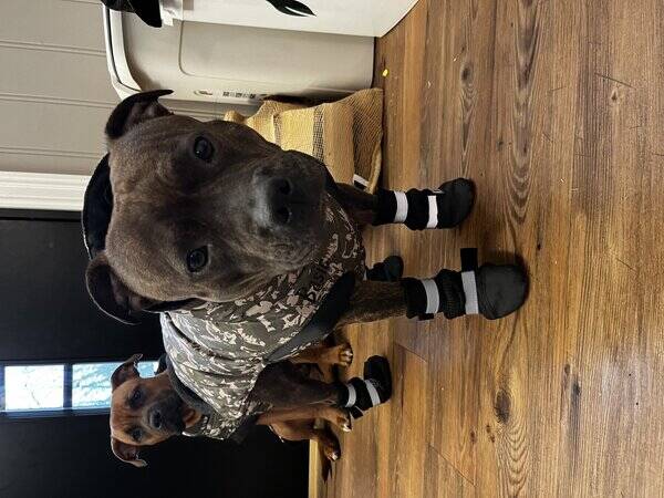 Hund - Staffordshire bullterrier