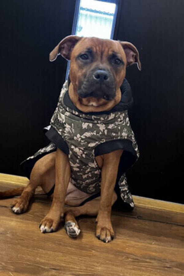 Hund - Staffordshire bullterrier
