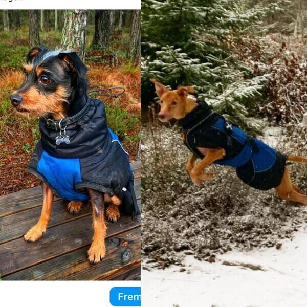 Hund - Blandingshunder Hund - Blandingshunder