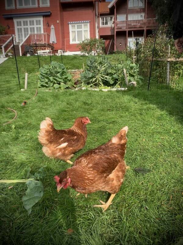 Annet - Høner Annet - Høner