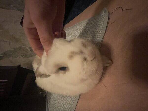 Annet - Kanin Snhvit