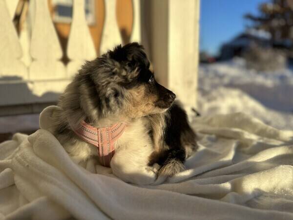 Hund - Valpen Millie