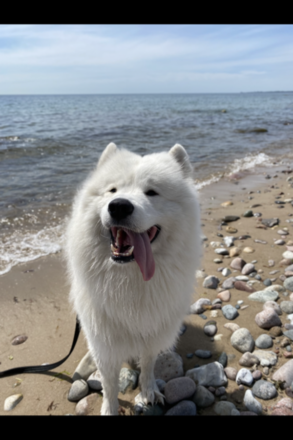 Hund - Samojed