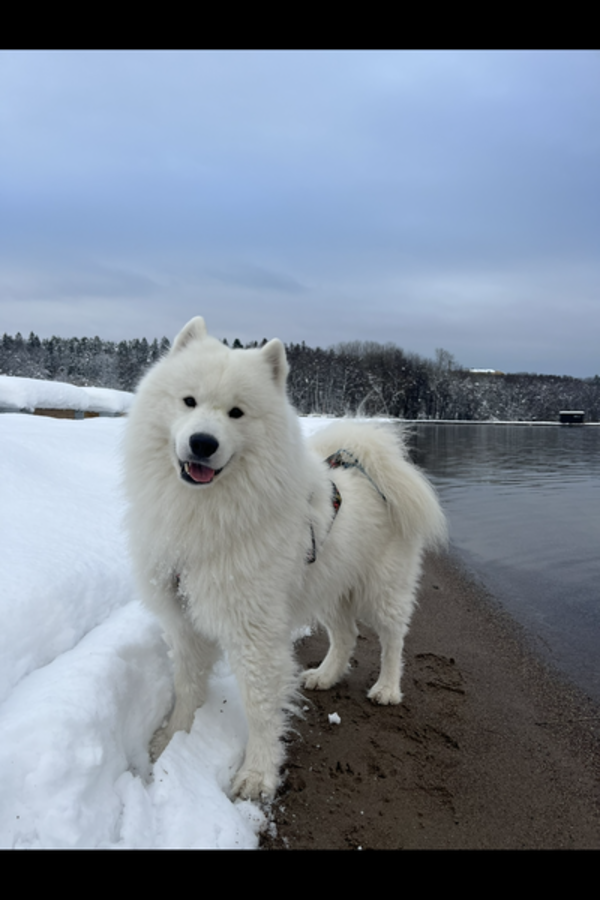 Hund - Samojed