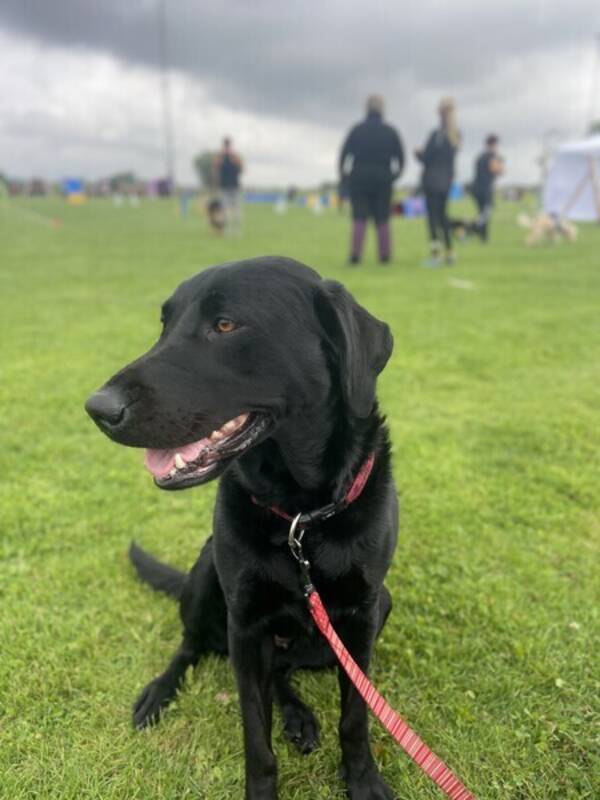 Hund - Labradoren Honey