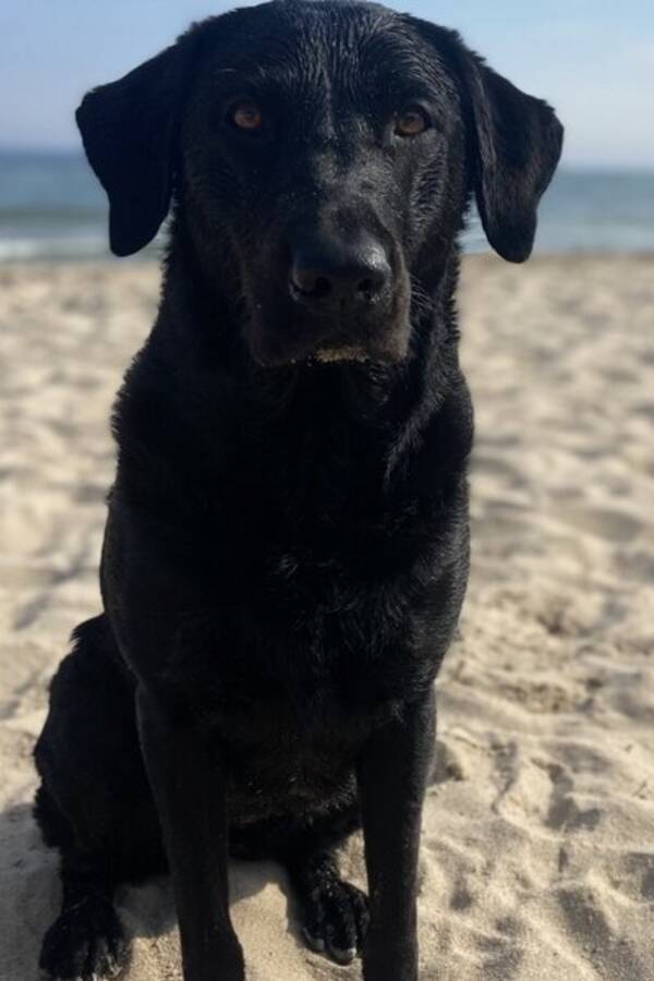 Hund - Labradoren Honey