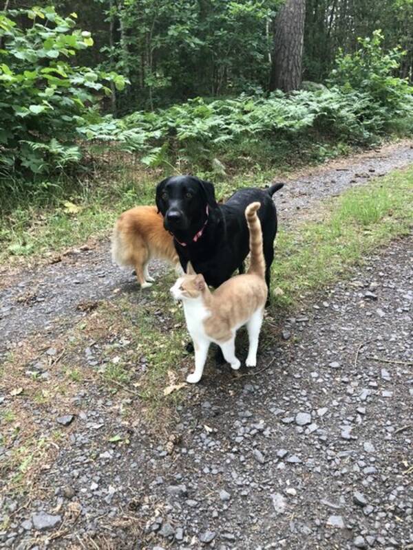 Hund - Labradoren Honey